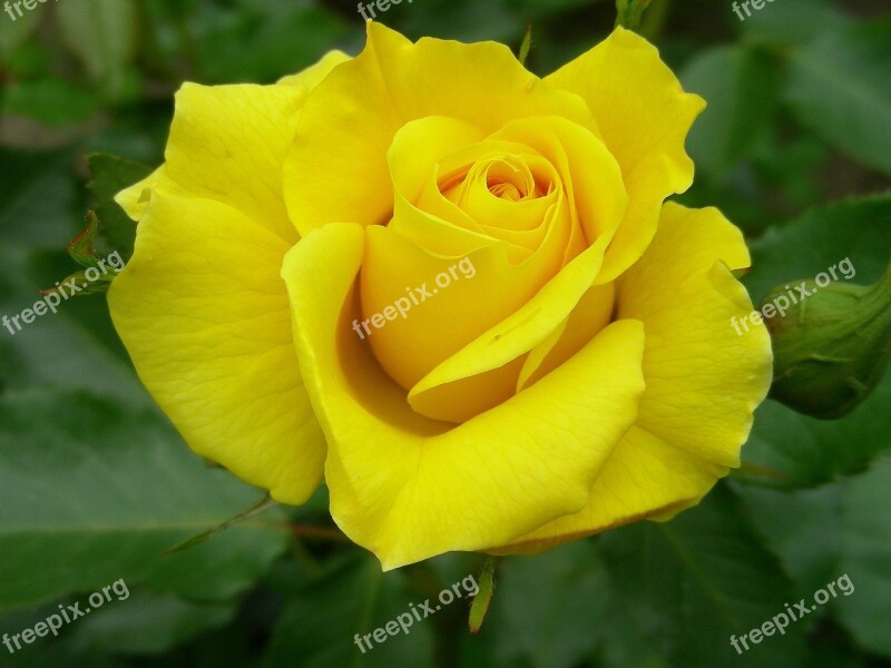 Rose Yellow Close Up Rose Bloom Yellow Roses