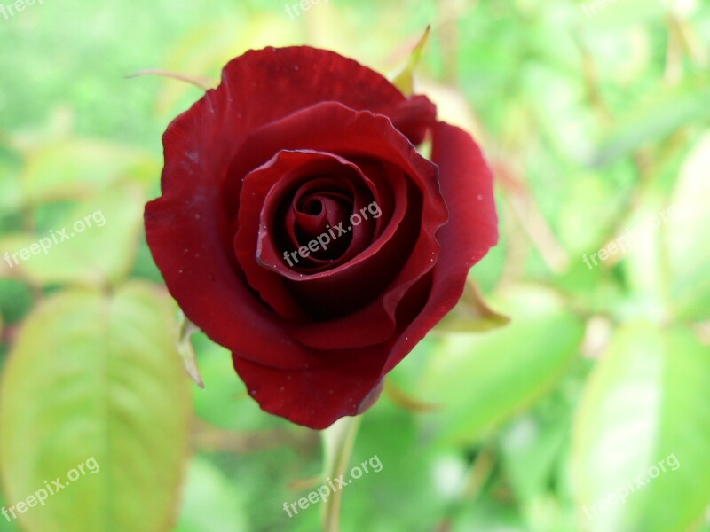 Rose Red Garden Red Rose Bloom