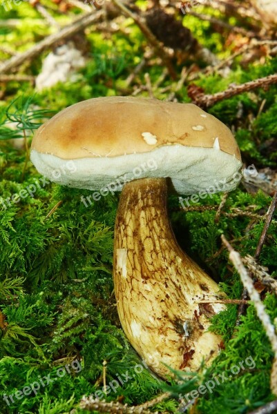 Gallenröhrling Mushroom Common Tylopilus Rac Bitter