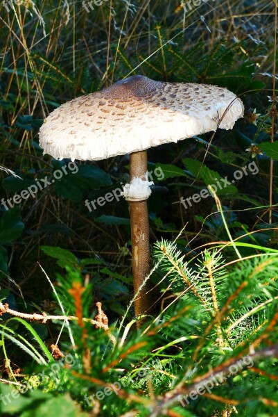 Parasol Giant Schirmling Mushroom Edible Boletes