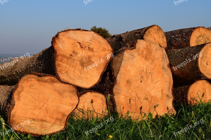 Wood Tree Trunks Nature Sawn Firewood