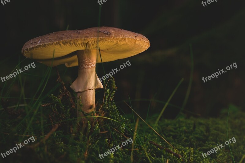 Mushroom Forest Autumn Toxic Nature