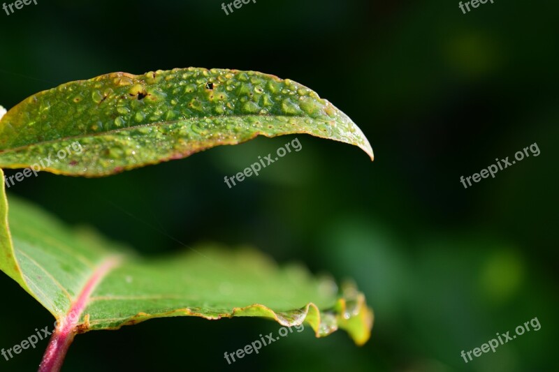 Dew Morgentau Leaf Green Close Up