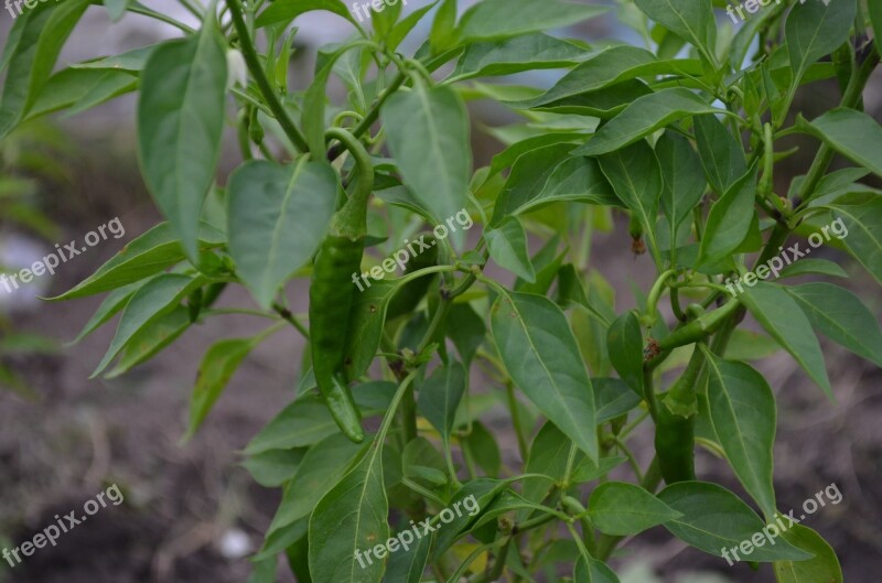 Chilly Garden Vegetable Chilli Chili