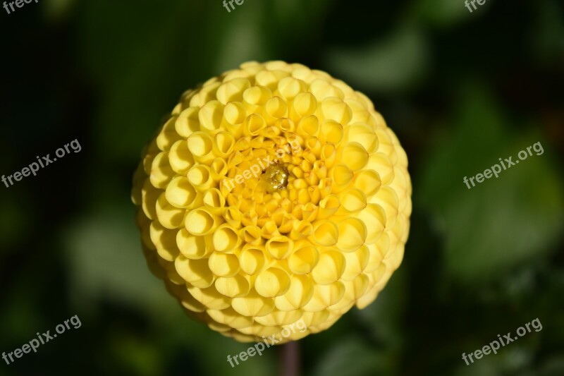 Dahlia Blossom Bloom Flower Dahlia Garden