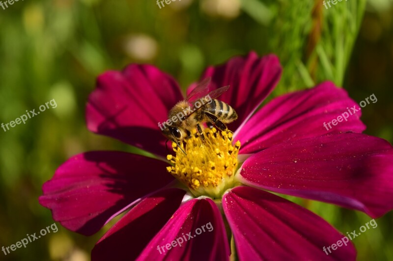 Pointed Flower Bee Flower Blossom Bloom