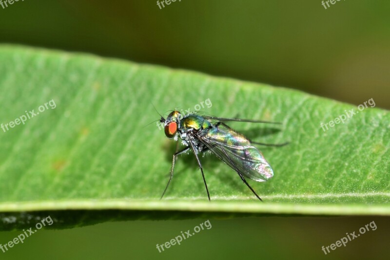 Fly Long Legged Fly Insect Green Insect Metallic Insect