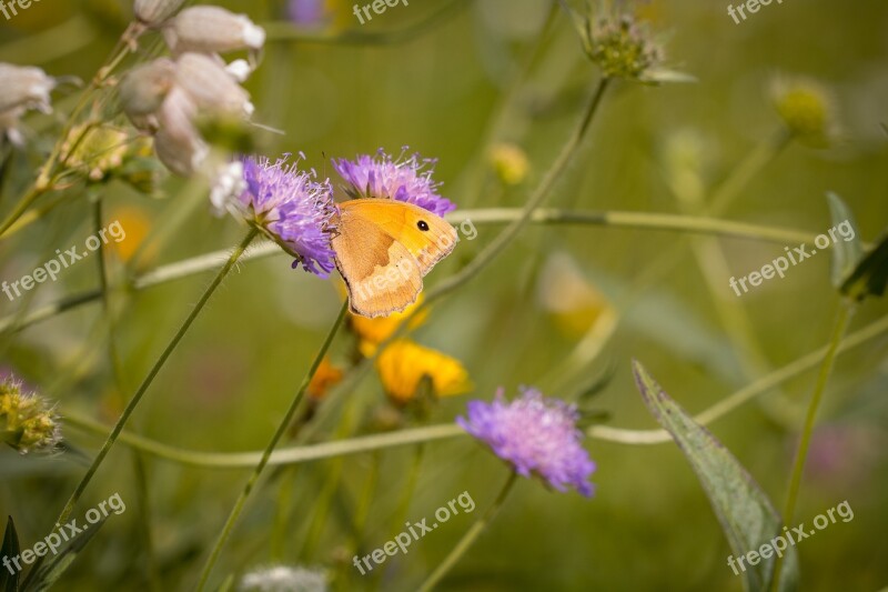 Meadow Summer Meadow Wild Flowers Natural Lawn Butterfly