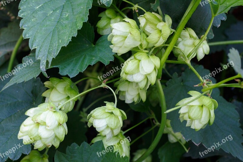 Hops Plant Beer Alcohol Brewery