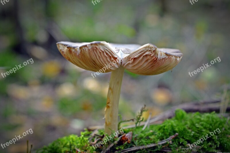 Mushroom Forest Nature Moist Mushroom Picking