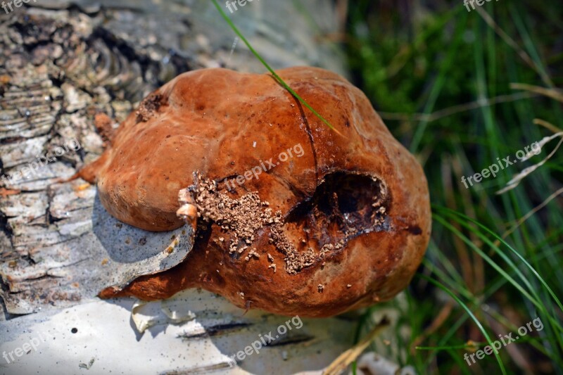 Mushroom Tree Fungus Birch Mushrooms On Tree Nature