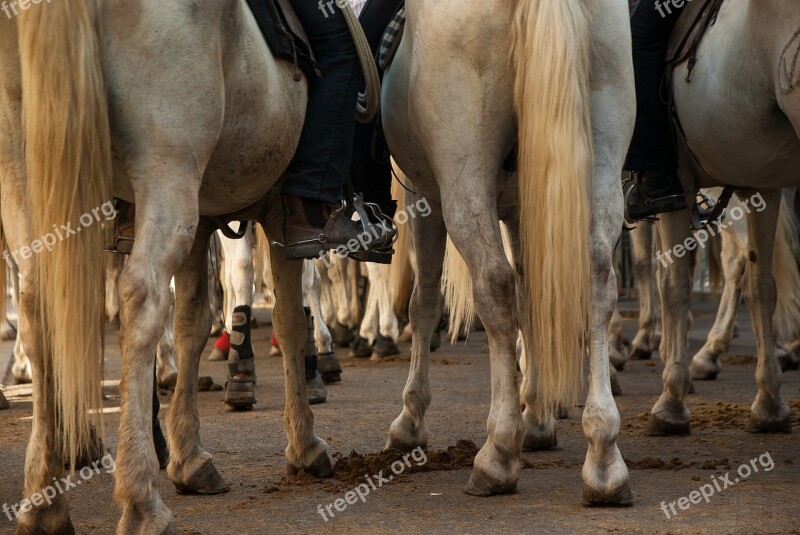 Camargue Horses Race Jumper Free Photos