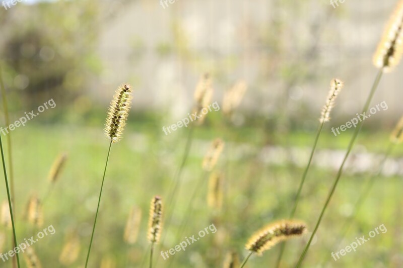 Grass Summer Meadow Weeds Nature