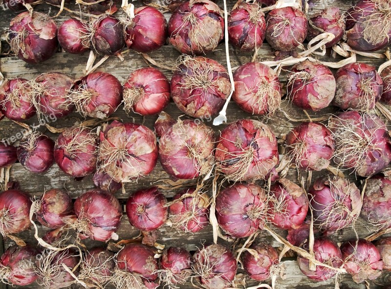 Red Onion Crop Harvest Drying