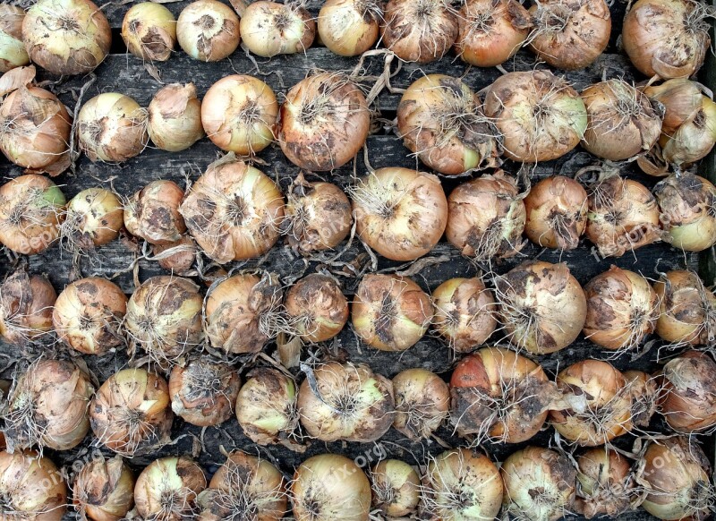 Onion Crop Harvest Drying Allium