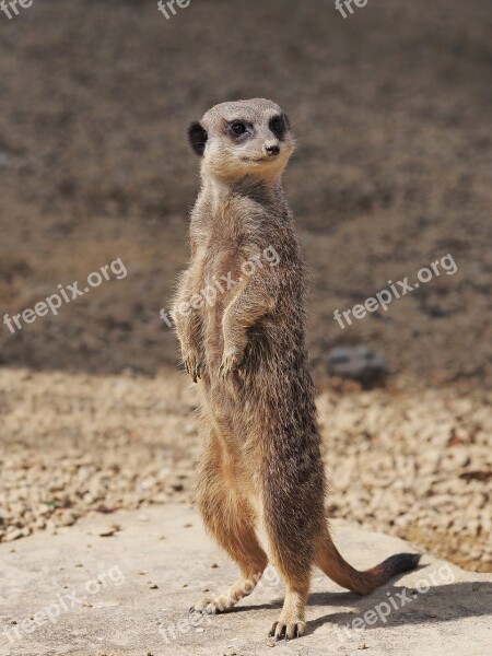 Meerkat Standing Portrait Lookout Look