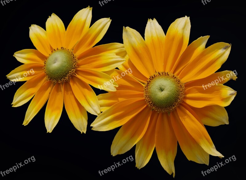 Coneflower Blossom Bloom Flower Yellow Coneflower