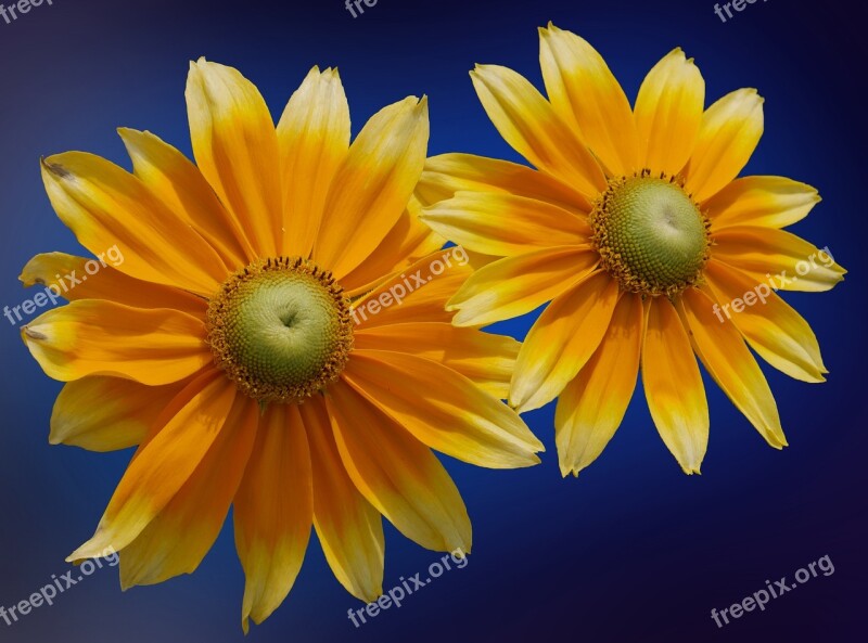 Coneflower Blossom Bloom Flower Yellow Coneflower