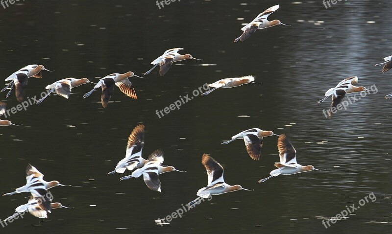 American Avocets Landing Birds Flying Flight