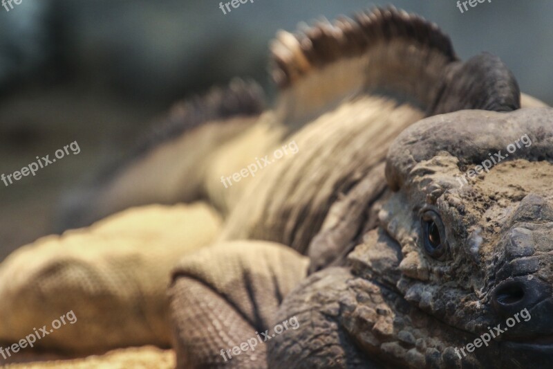 Rhinoceros Iguana Reptile Lizard Tropical Zoo