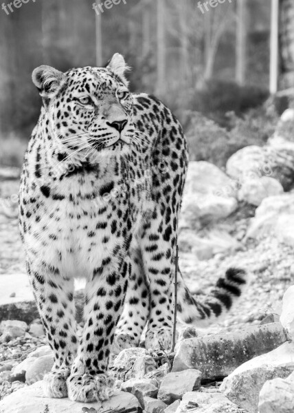 Persian Leopard Leopard Full Length Portrait Black And White Black White Recording