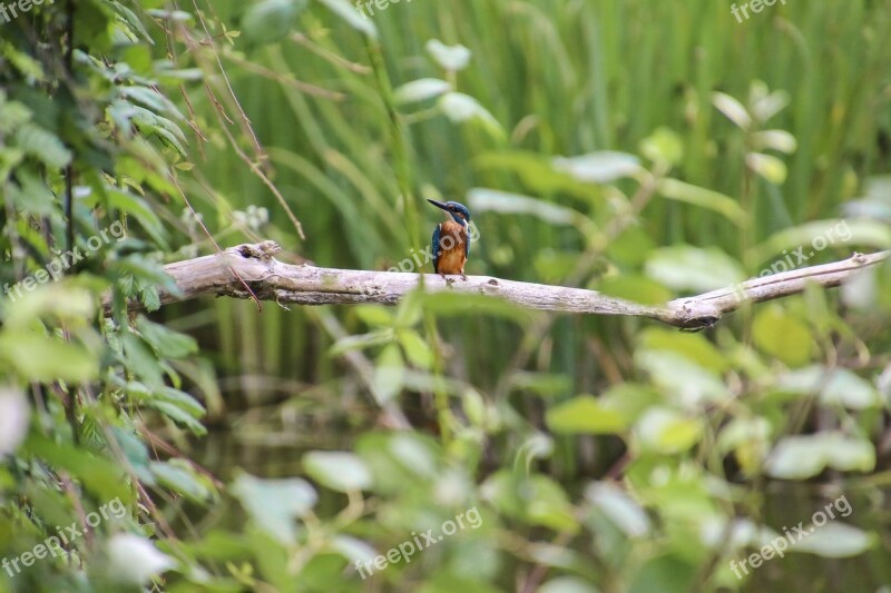 Kingfisher Bird Clean River Nature