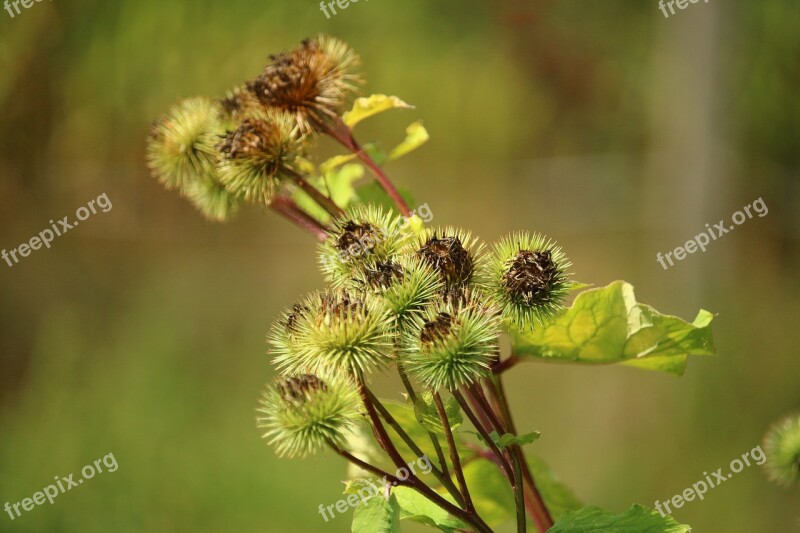 Burdock Great Burdock Bush Plant Seeds