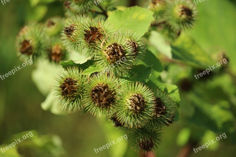 Burdock Great Burdock Bush Plant Seeds