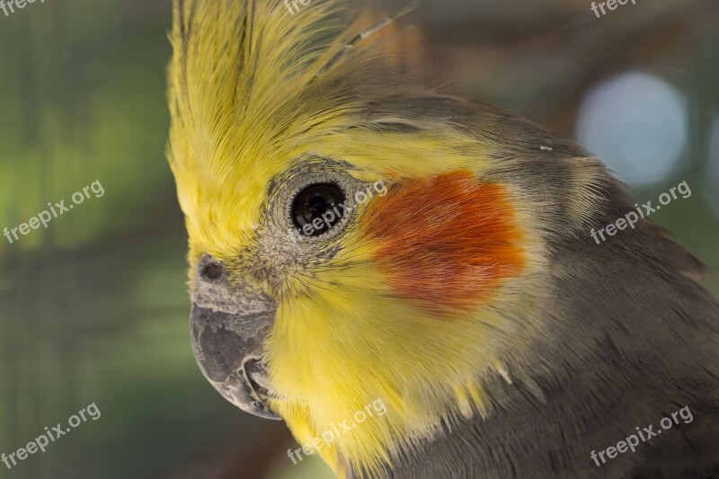 Parakeet Nymphique Nymphicus Hollandicus Elegant Cockatiel Birds Parakeets