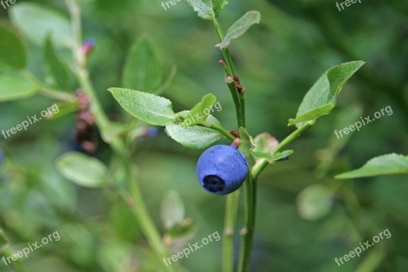 Blueberry Blue Macro Berries Plant