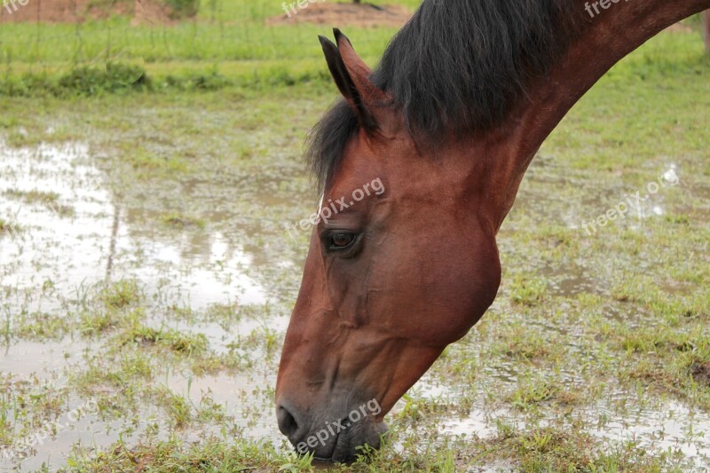 Horse Thirst Drink Water Heat