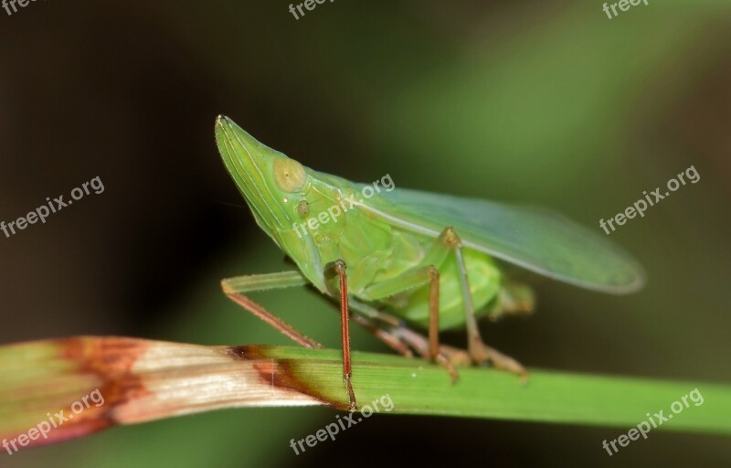 Leafhopper Planthopper Insect Green Insect Small Insect