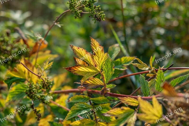 Meadowsweet Plant Wild Flower Wild Plant Bloom