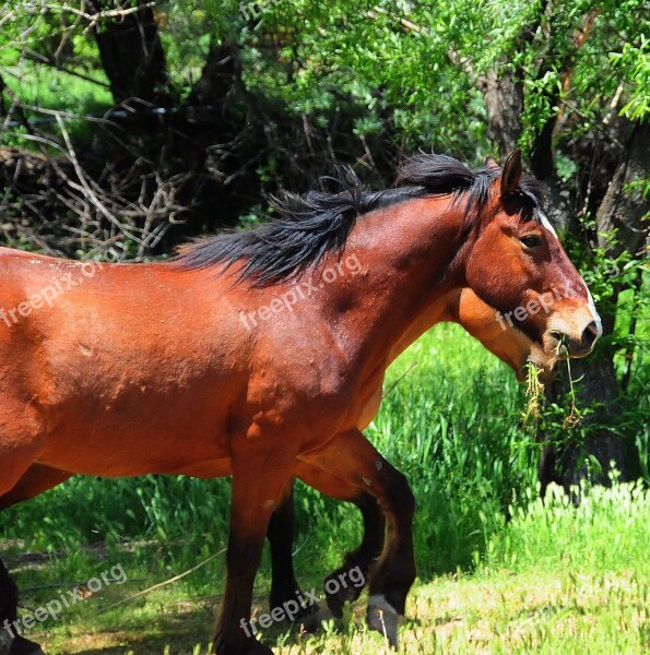 Horses Mustangs Ranch Barn Twin