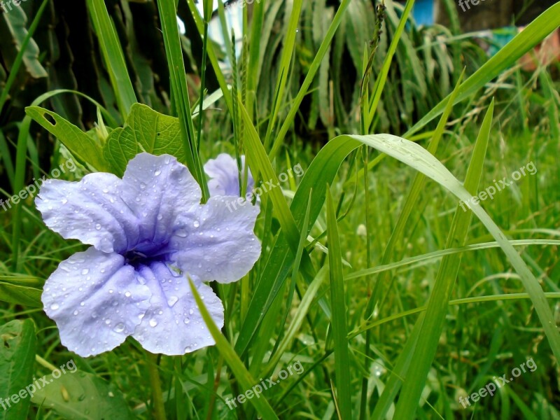 Flower Leaf Natural Fresh Nice