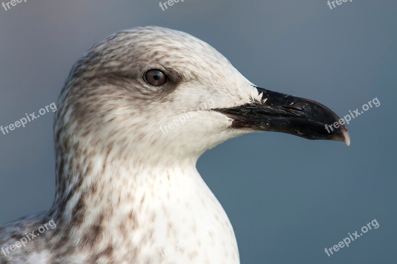 Seagull Ave Bird Sea Wings