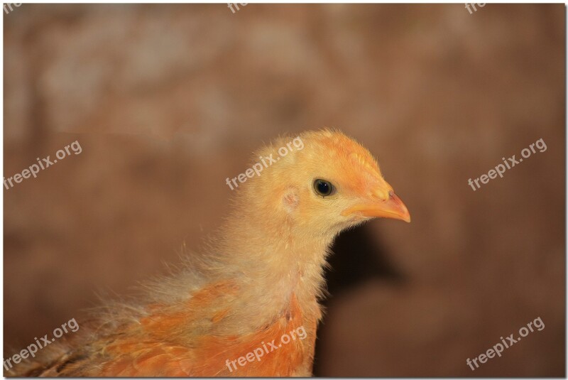 Gallo Ave Red Feathers Animal