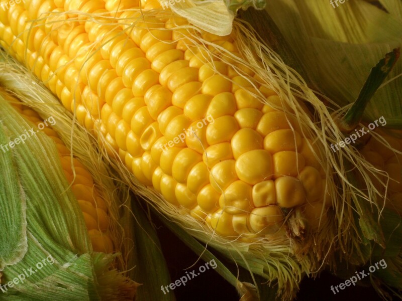 Corn The Ear Yellow Harvest Closeup