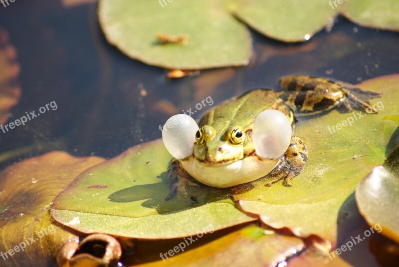 Frog Green Vocal Sac Croak Toad