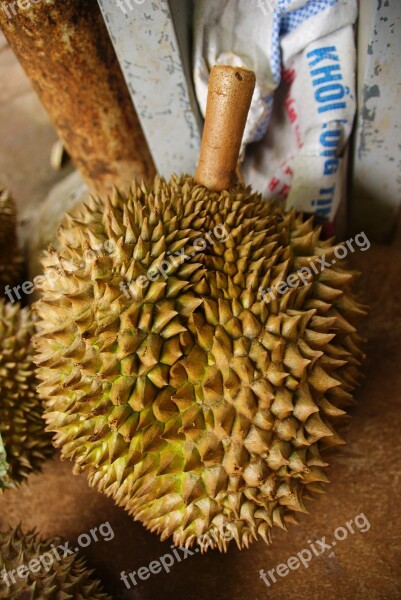 Durian Exotic Fruit Tropical Asian