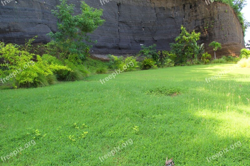 Plant Grass Rock Grenada Caribbean