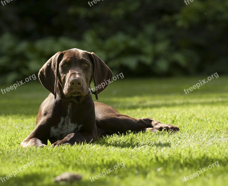 Puppy German Pointer Pet Dog Shorthaired