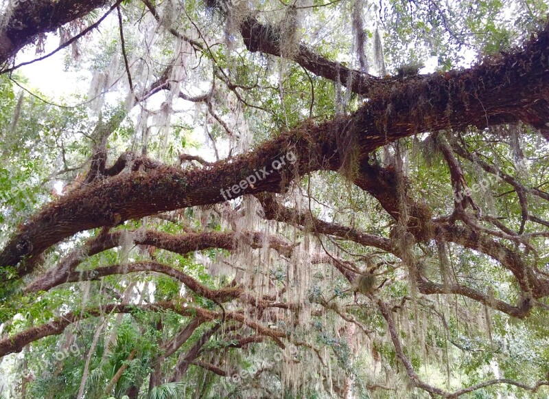 Tree Oak Moss Sky Oak Tree