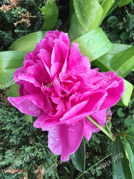 Peony Flower Pink Spring Pink Flower