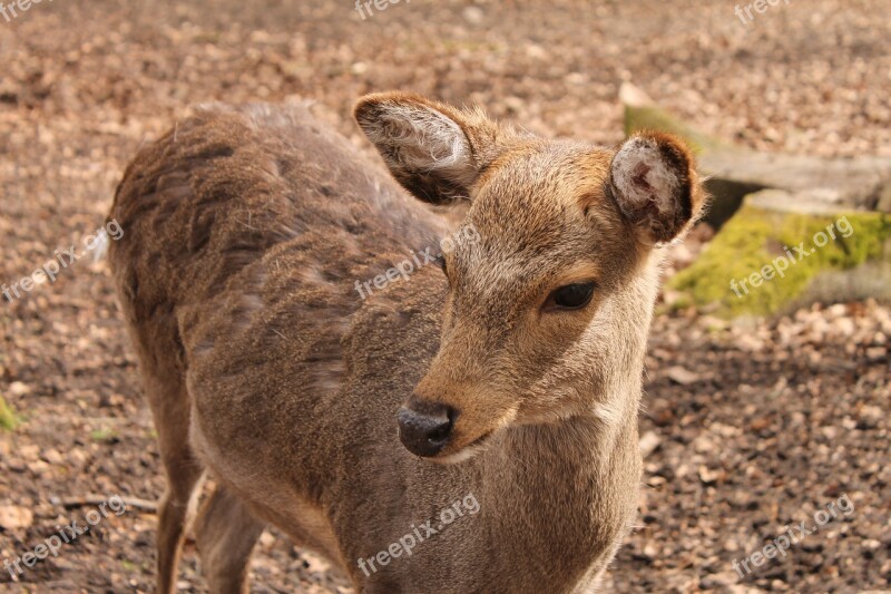 Roe Deer Kitz Nature Young Deer Free Photos