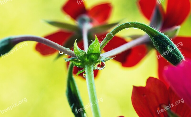 Branches Of Geraniums Flower Buds Closed Raindrop Mirroring