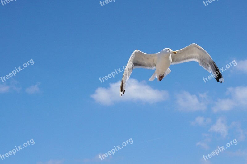 Seagull Baltic Sea Flying Seevogel Flight