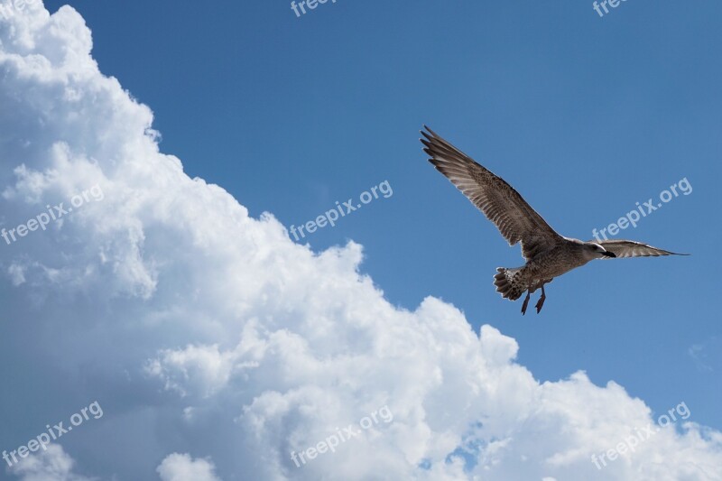 Seagull Baltic Sea Flying Seevogel Flight