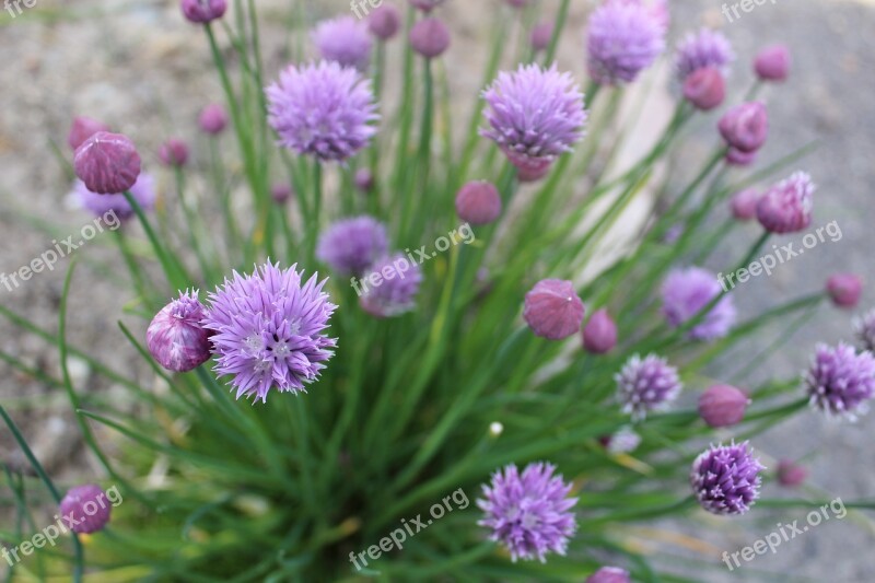 Chives Plant Aromatic Aromatic Plant Chive Flower