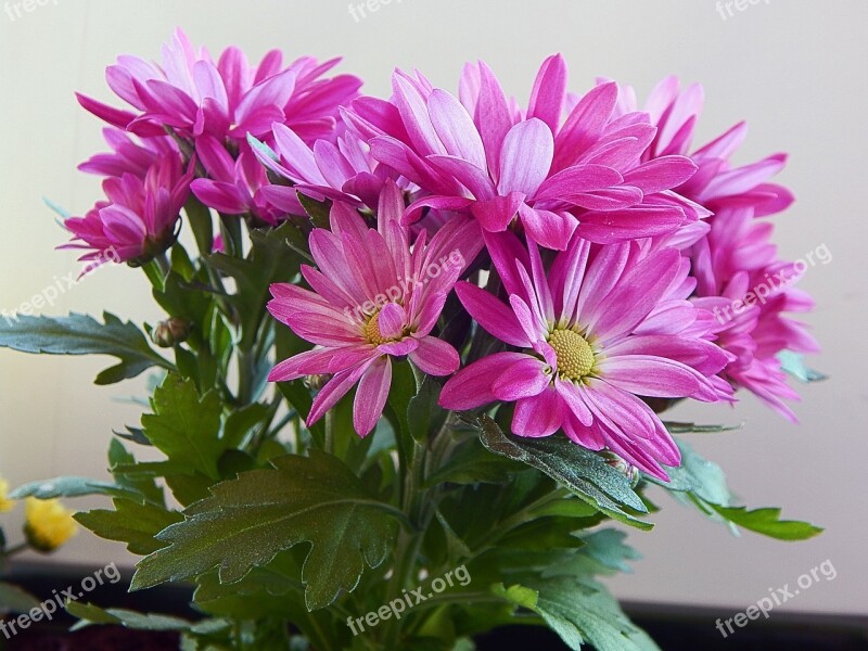 Flower Gerbera Color Botanical Bloom